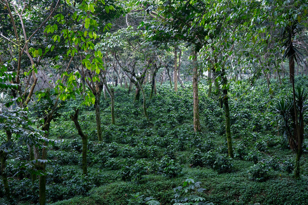 018 - San Jerónimo Miramar