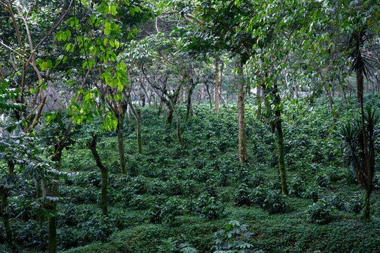 018 - San Jerónimo Miramar