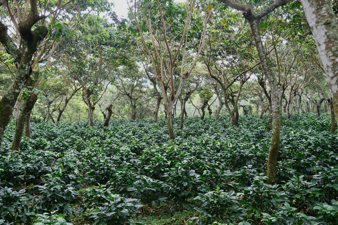 018 - San Jerónimo Miramar