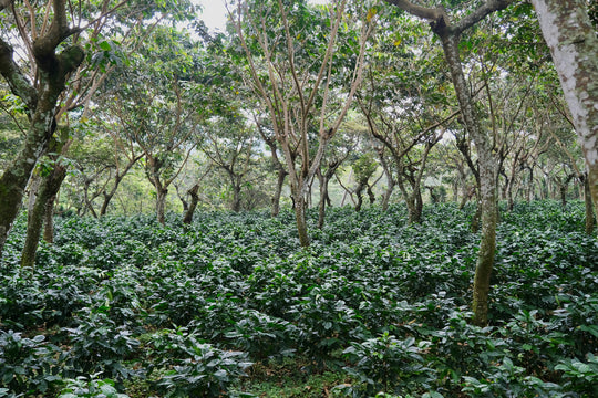 018 - San Jerónimo Miramar