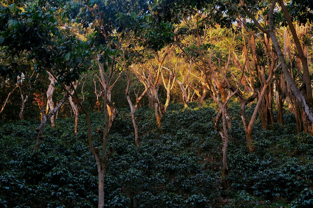 018 - San Jerónimo Miramar