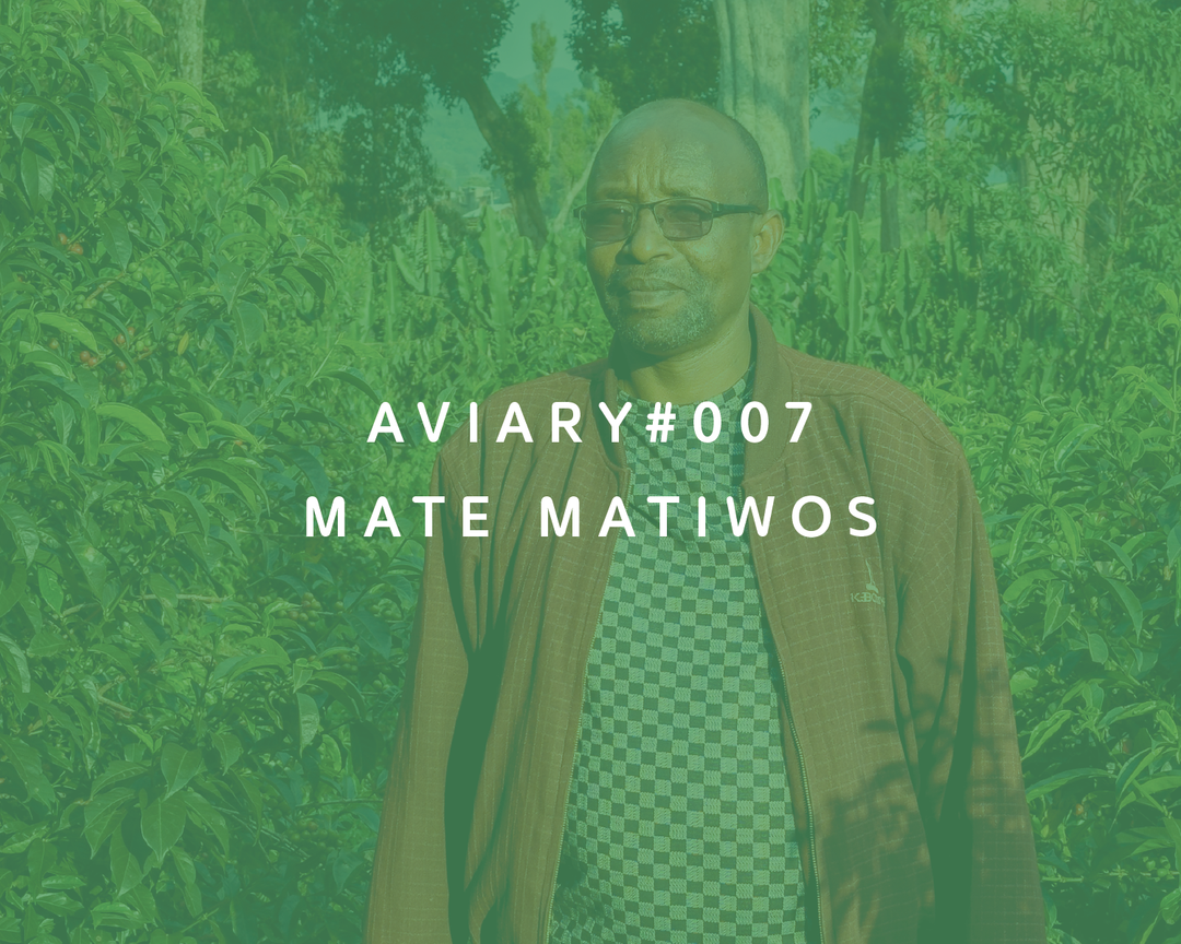 007 - Mate Matiwos