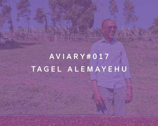 017 - Tagel Alemayehu