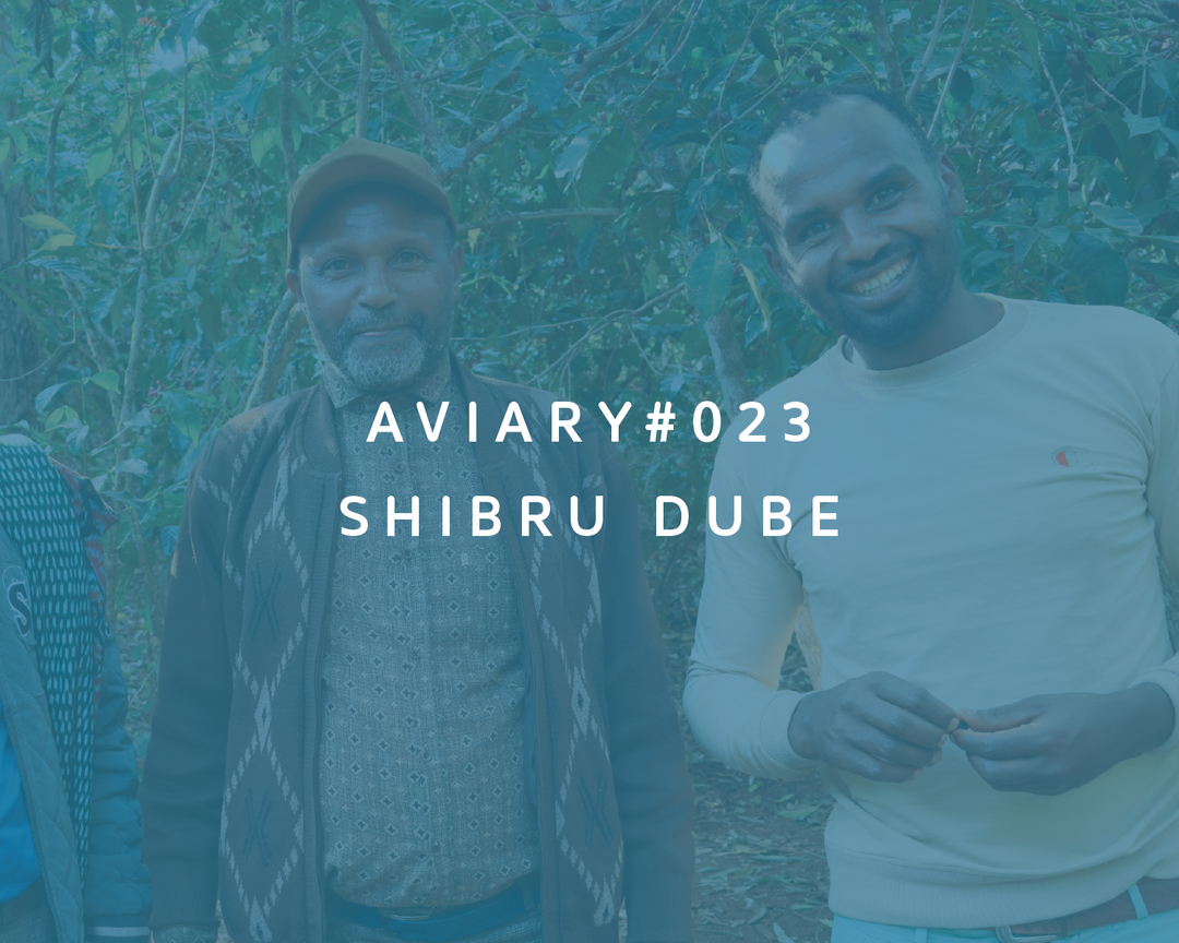 023 - Shibru Dube