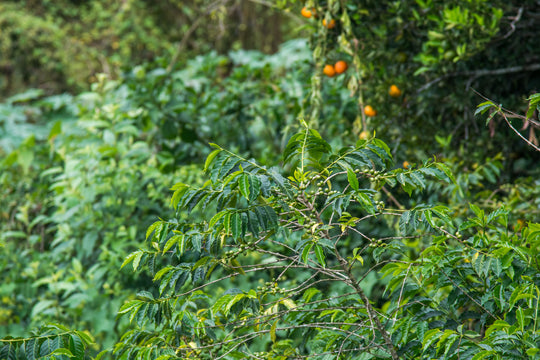 021 - Renato Martinez