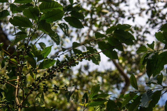 021 - Renato Martinez