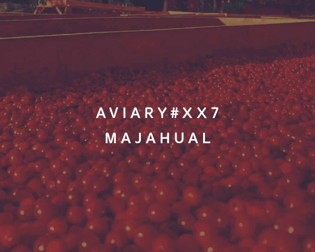 XX7 - Majahual