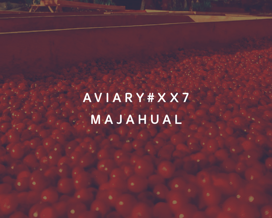 XX7 - Majahual